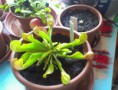 /album/moja-zbierka/my-sarracenia-psittacina-5-jpg/